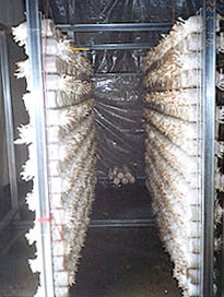 香菇木耳類擺置網