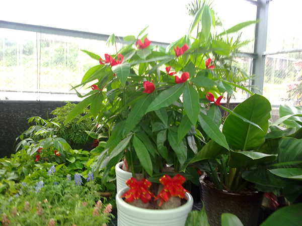 送禮祝賀-發財樹