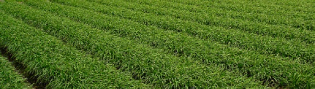 張峻斌執行長主講：重塑健康-從超級腹腰功開始