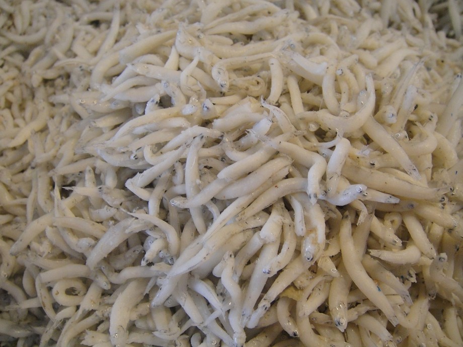 枋寮吻仔魚(大尾)