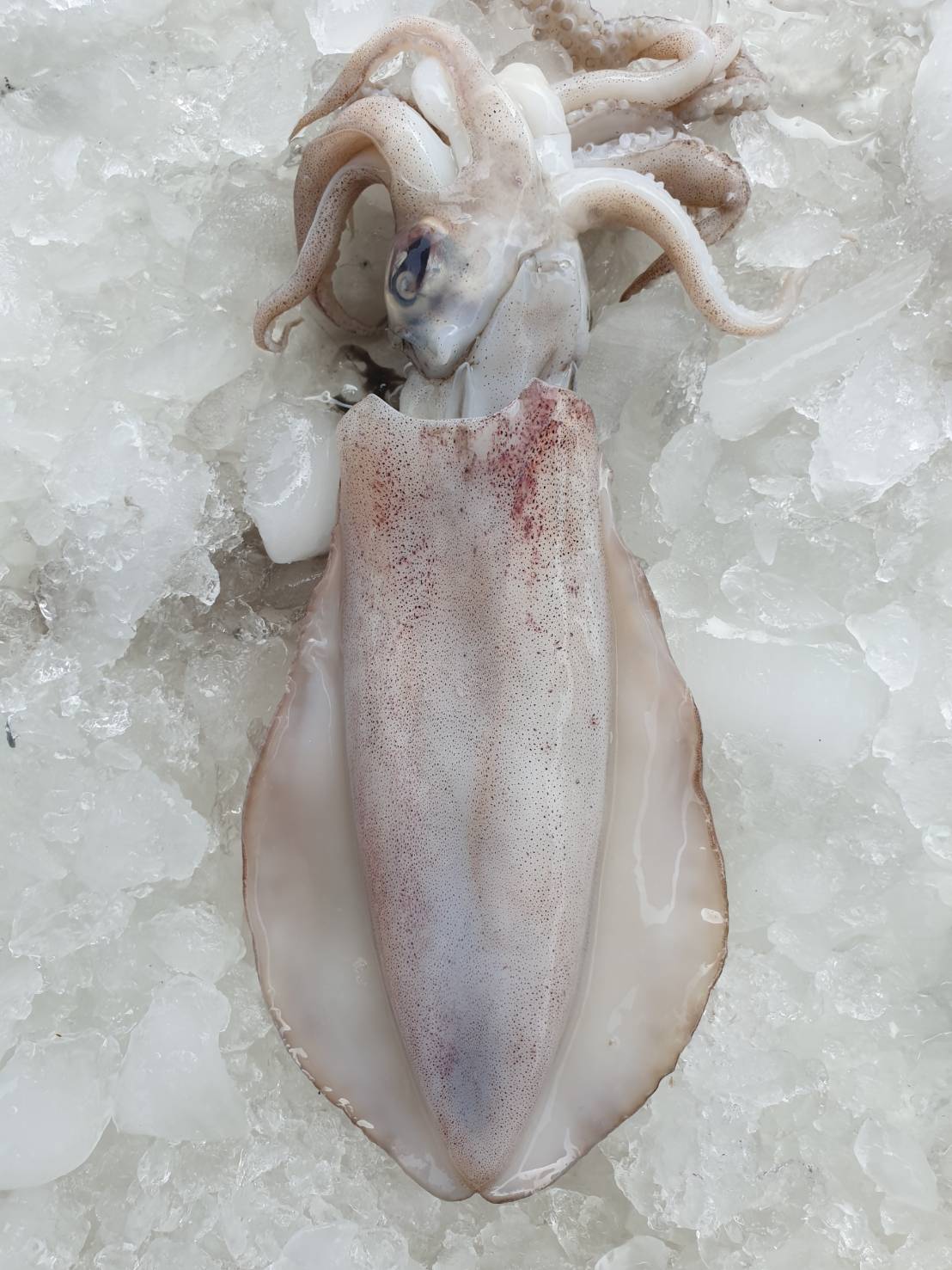 頂級軟絲小支(3台斤)