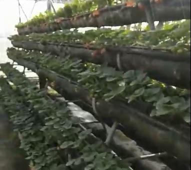 草莓栽種實例不使用農藥