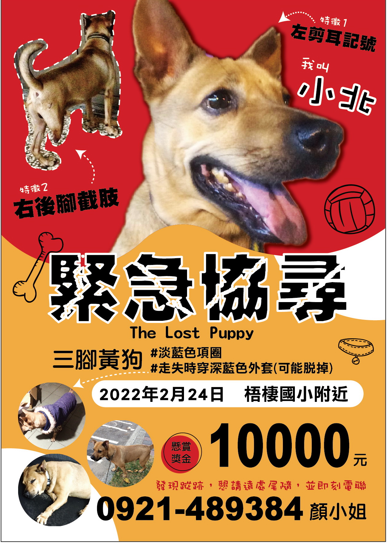 大新廣告宣傳車傳單版面設計