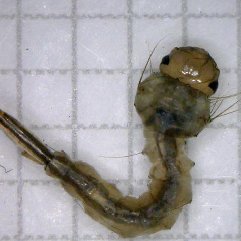 台北市府委託調查及清除病媒蚊孳生源作業