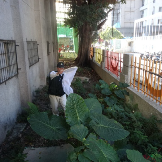 台北市府委託調查及清除病媒蚊孳生源作業