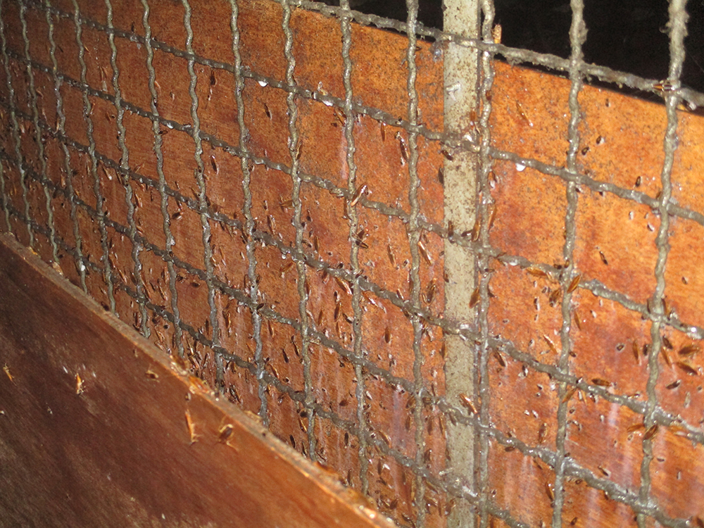 市場病媒防治施工