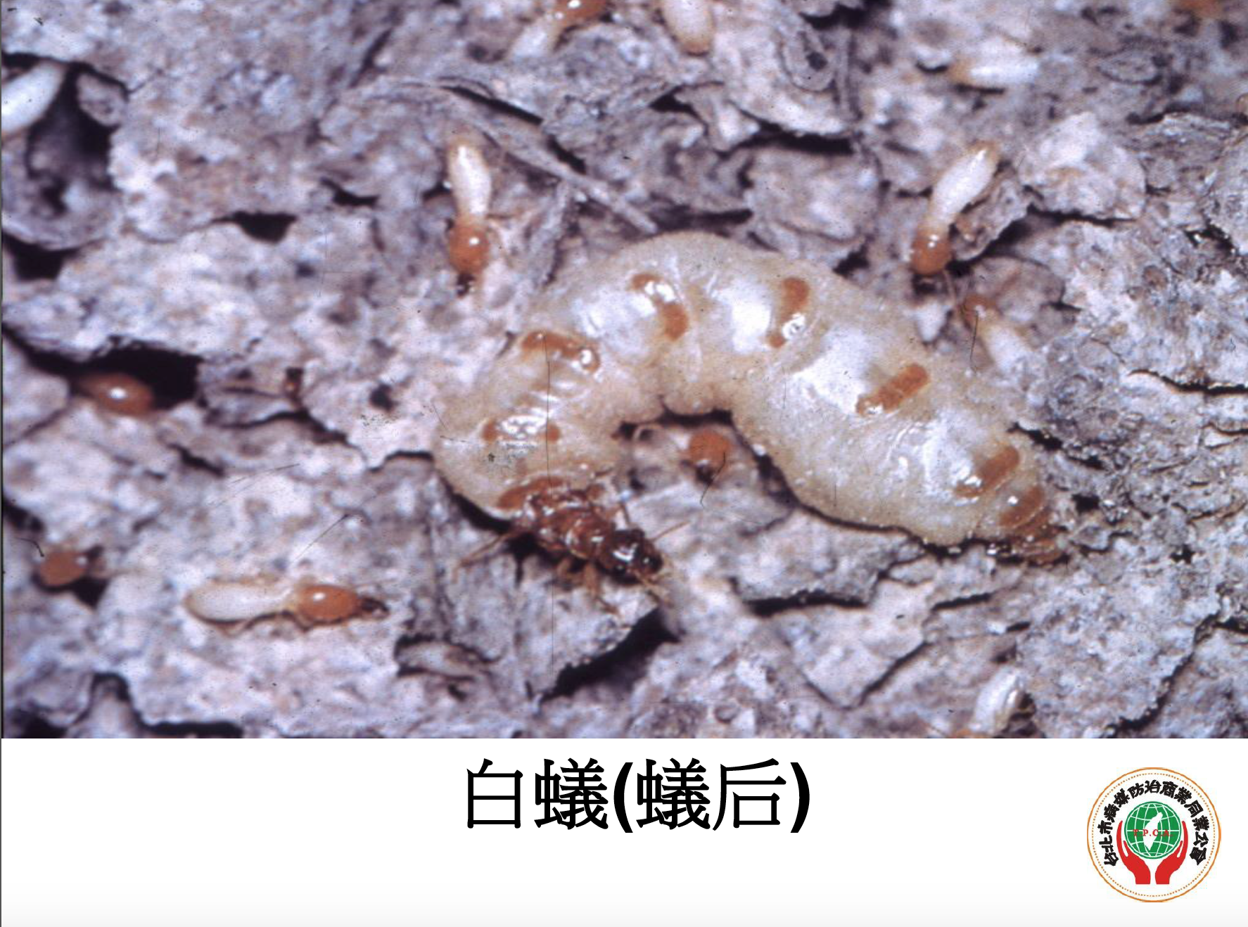 白蟻(蟻后)