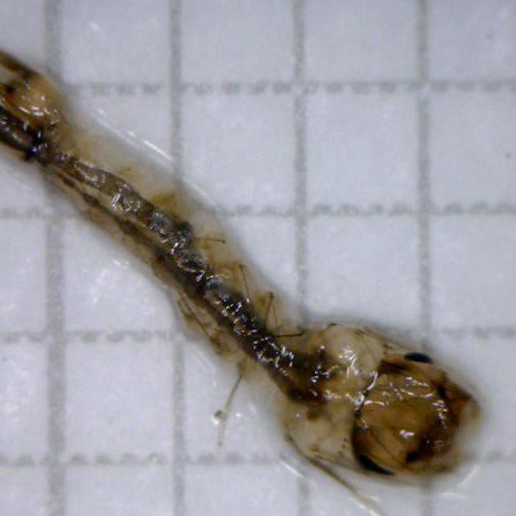 台北市府委託調查及清除病媒蚊孳生源作業