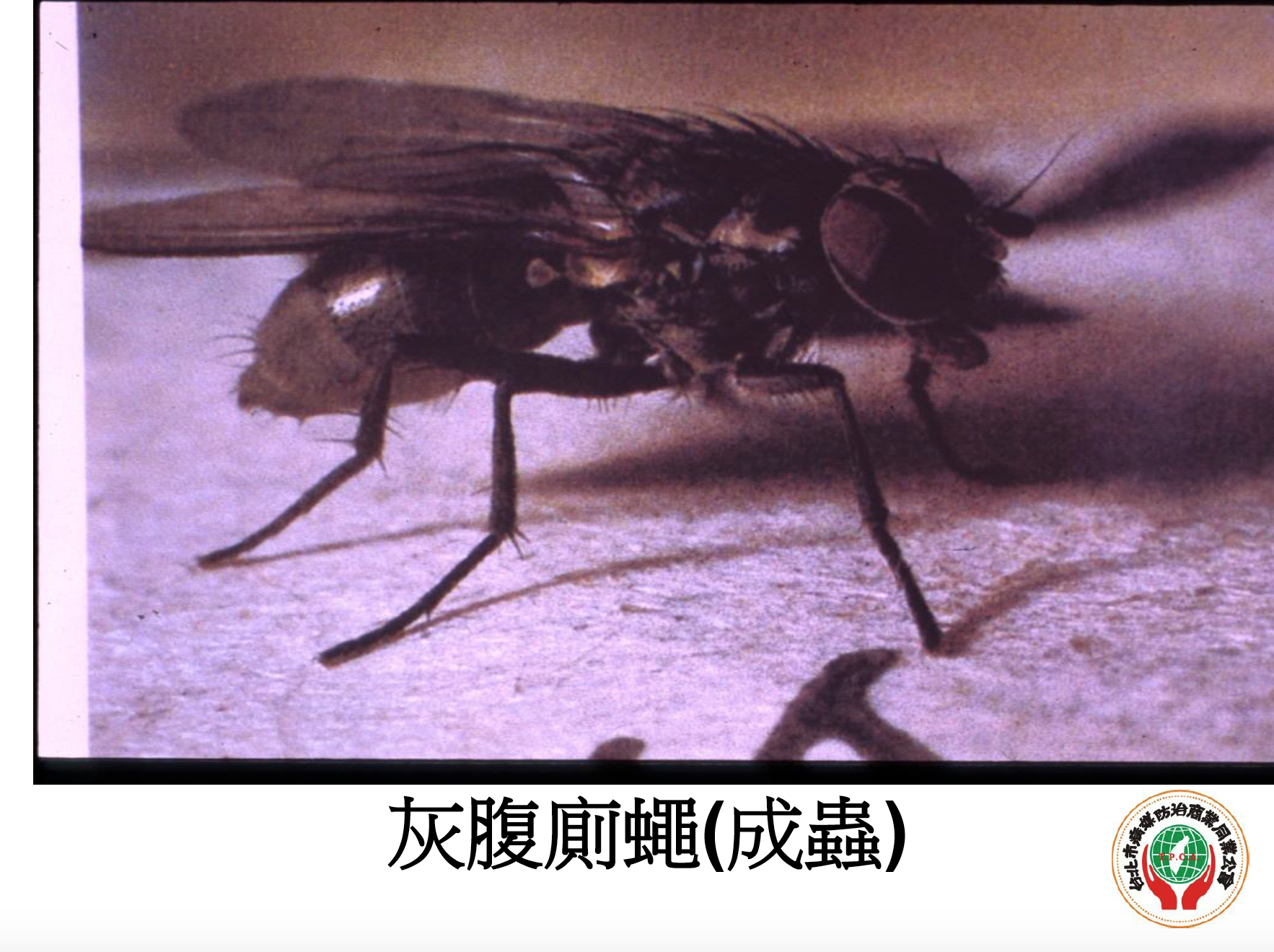 灰腹側蠅（成蟲）