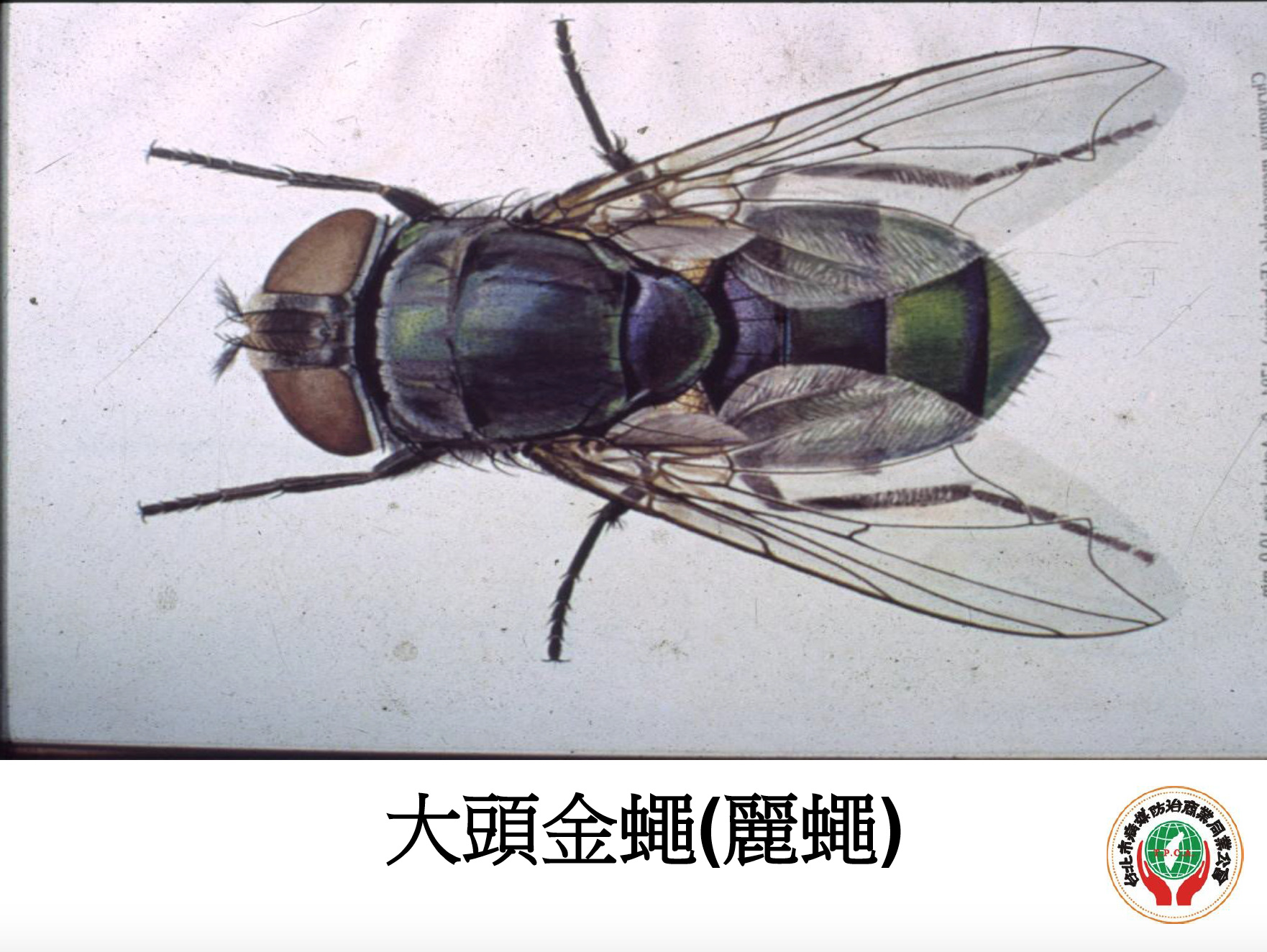 大頭金蠅（麗蠅）