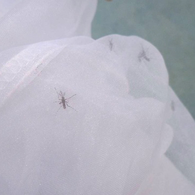 台北市府委託調查及清除病媒蚊孳生源作業