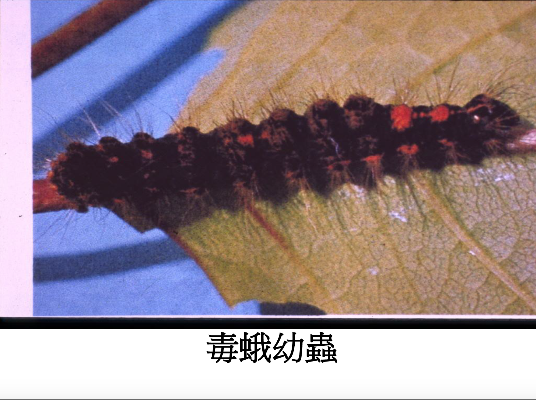 毒蛾幼蟲
