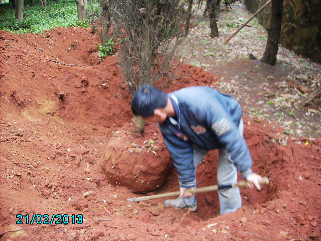 樹木斷根移植施工