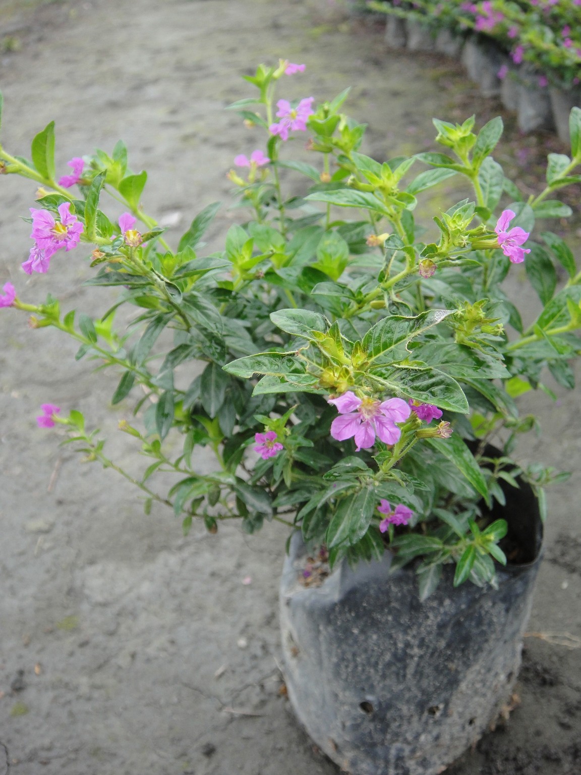雪茄花(紅丁香、細葉萼距花