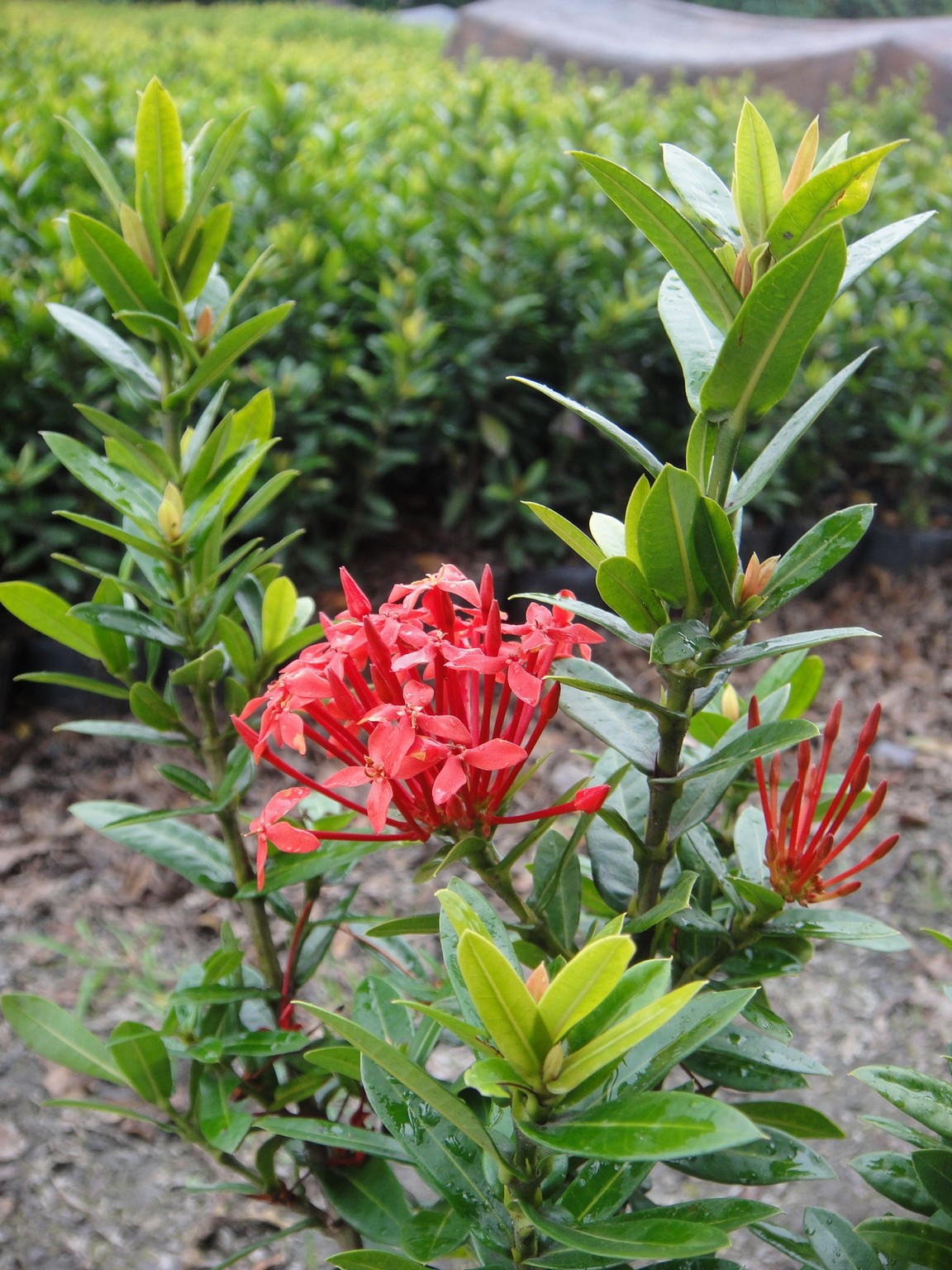 矮仙丹(細葉仙丹)