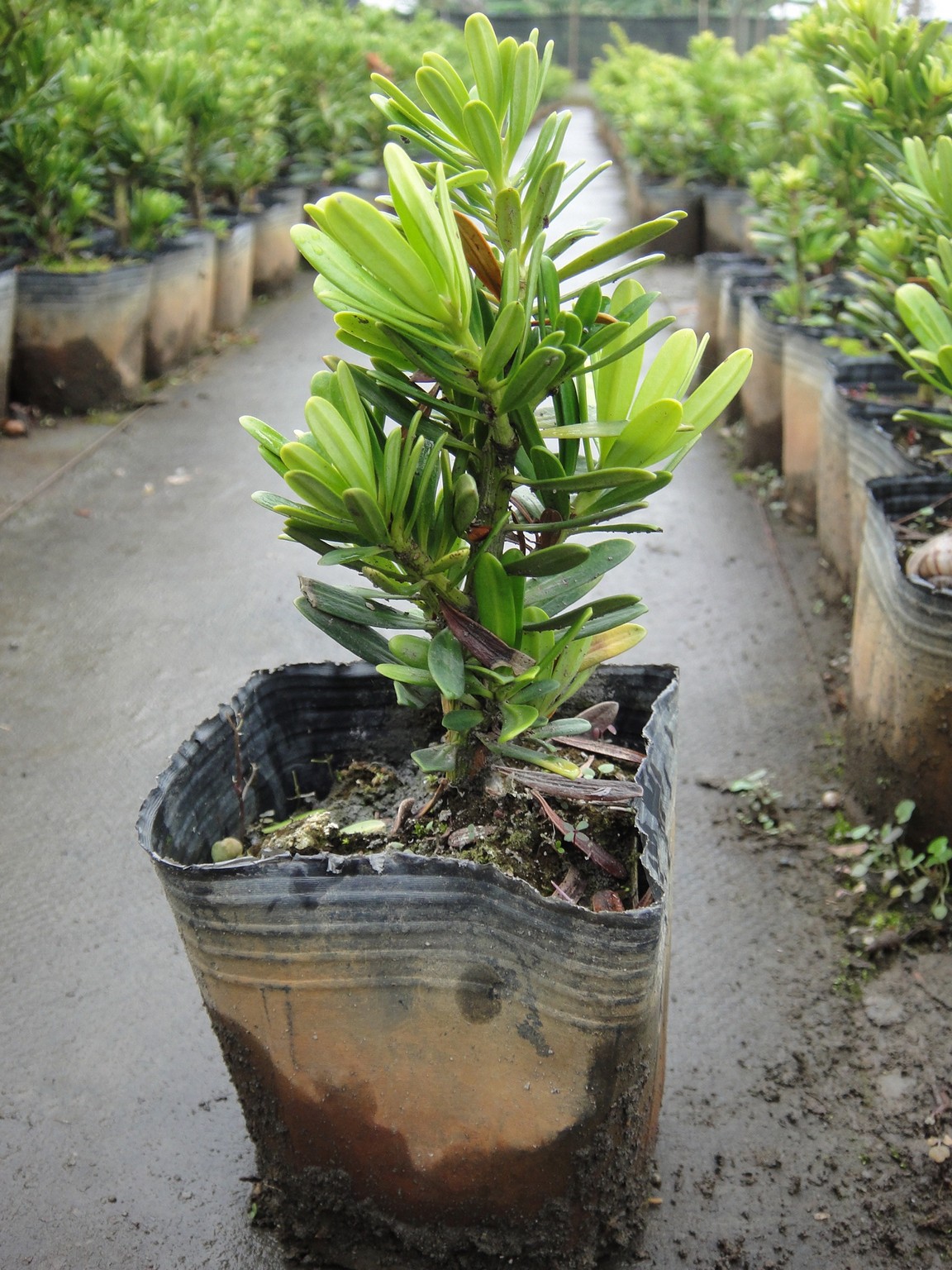 羅漢松(母)(羅漢杉、長青羅漢杉、土杉、金錢松、仙柏、羅漢柏、江南柏)