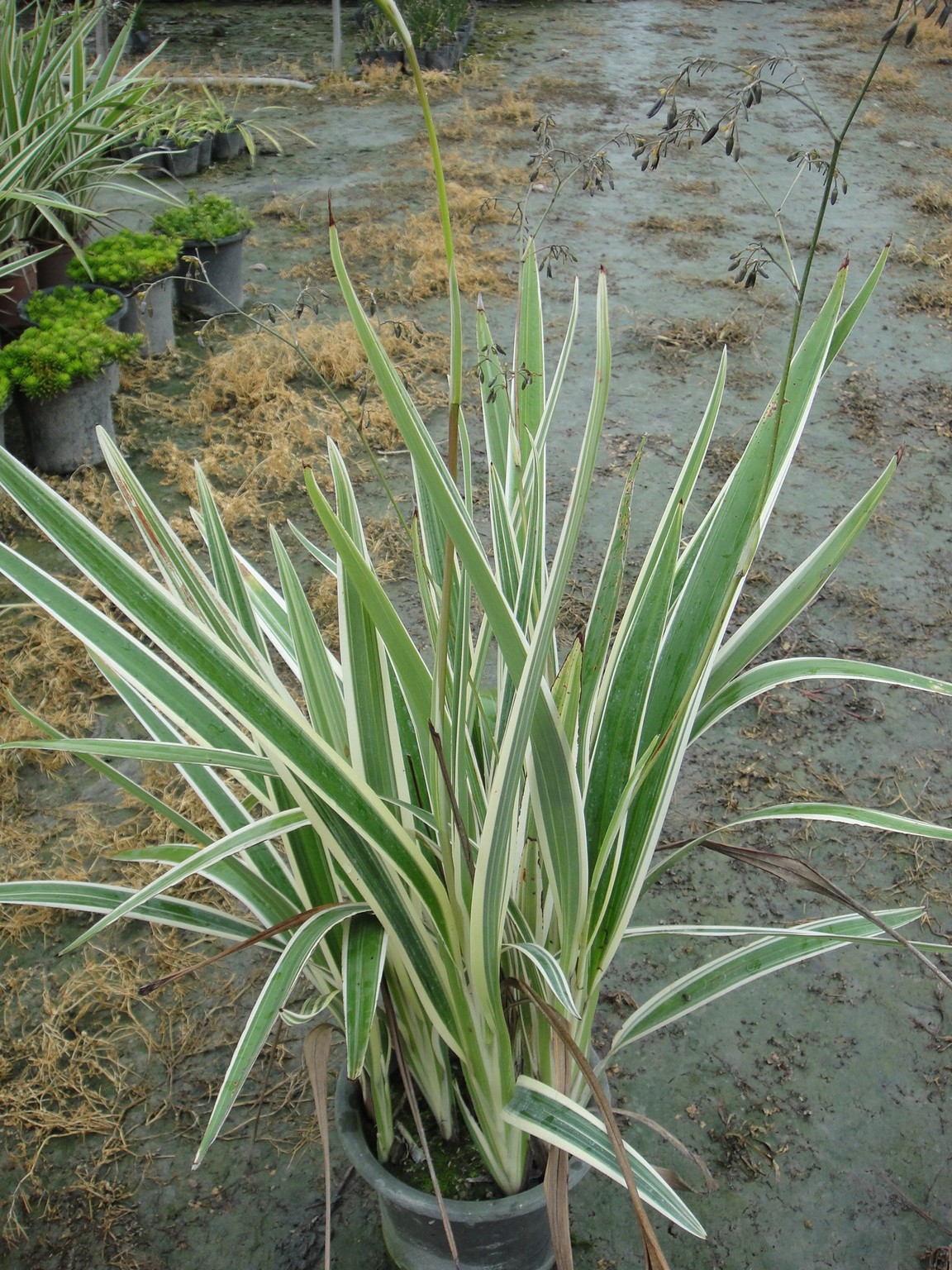 班葉桔梗藍(葉山菅蘭、銀管蘭)