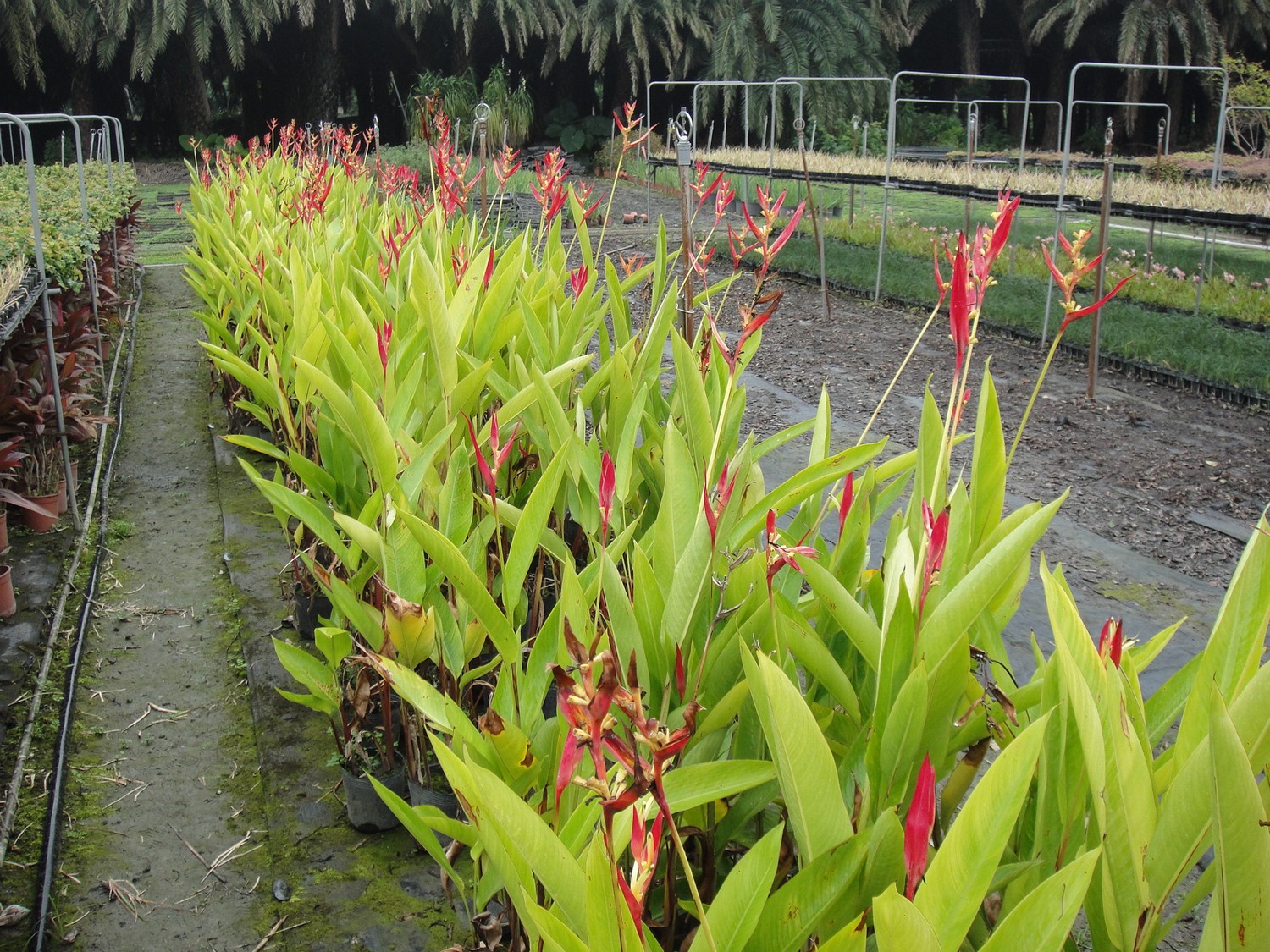 鳥蕉(鸚黃赫蕉、小天堂鳥蕉、小天堂鳥花、黃鳥蕉、黃蠍尾蕉)
