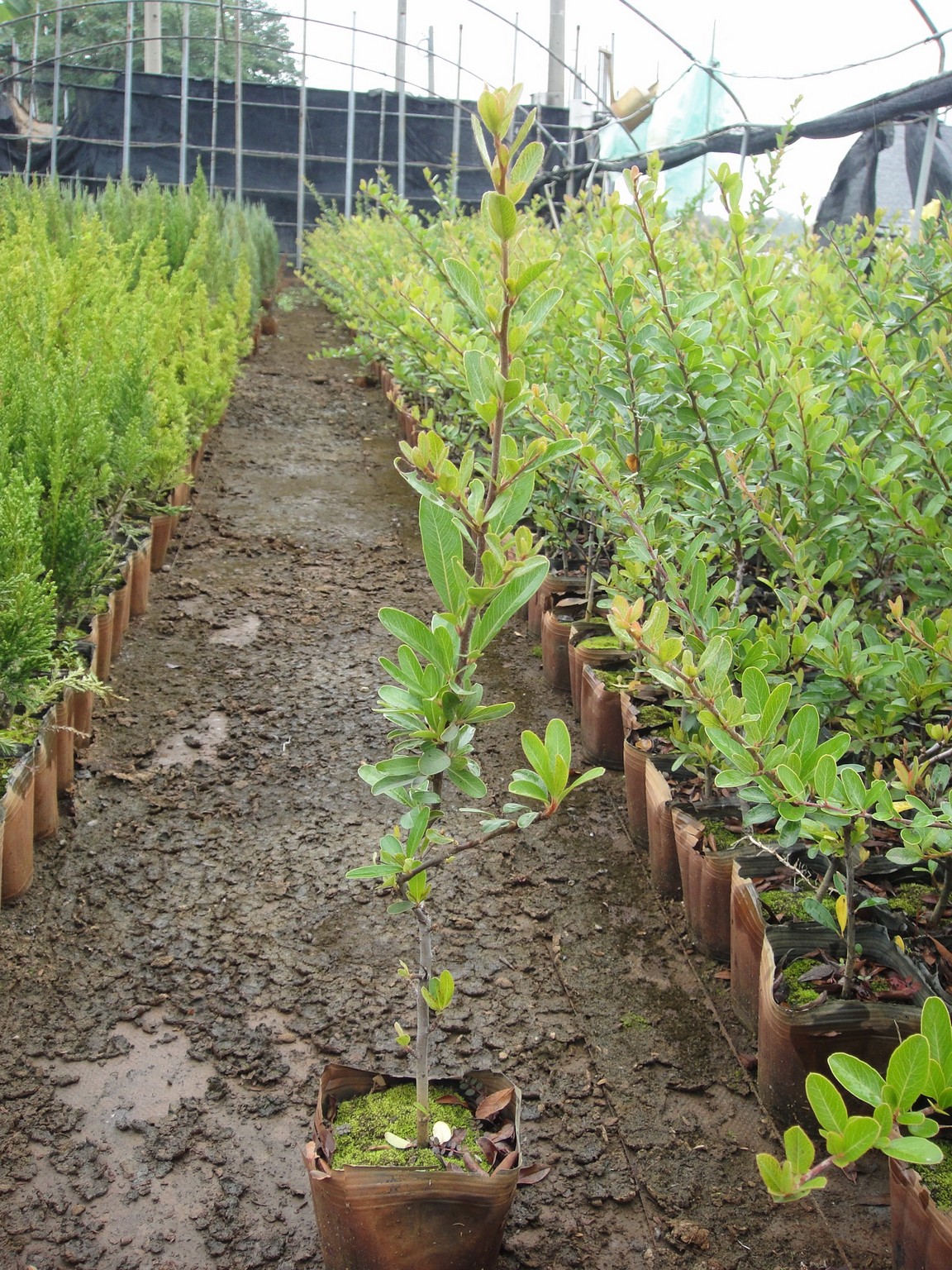 狀元紅(無刺)(台灣火刺木、台東火刺木、火棘、救軍糧、赤果、純陽子、火把果、紅子、救兵糧、水沙子、豆金娘、小紅子