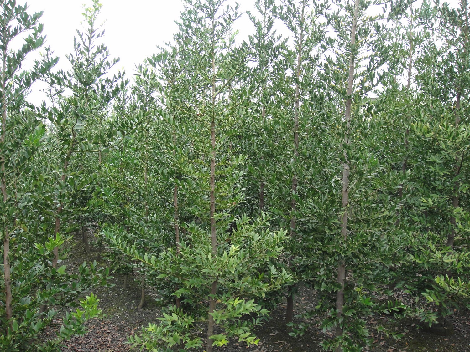 竹柏(南攻竹柏、恆春竹柏、山杉、竹葉柏)