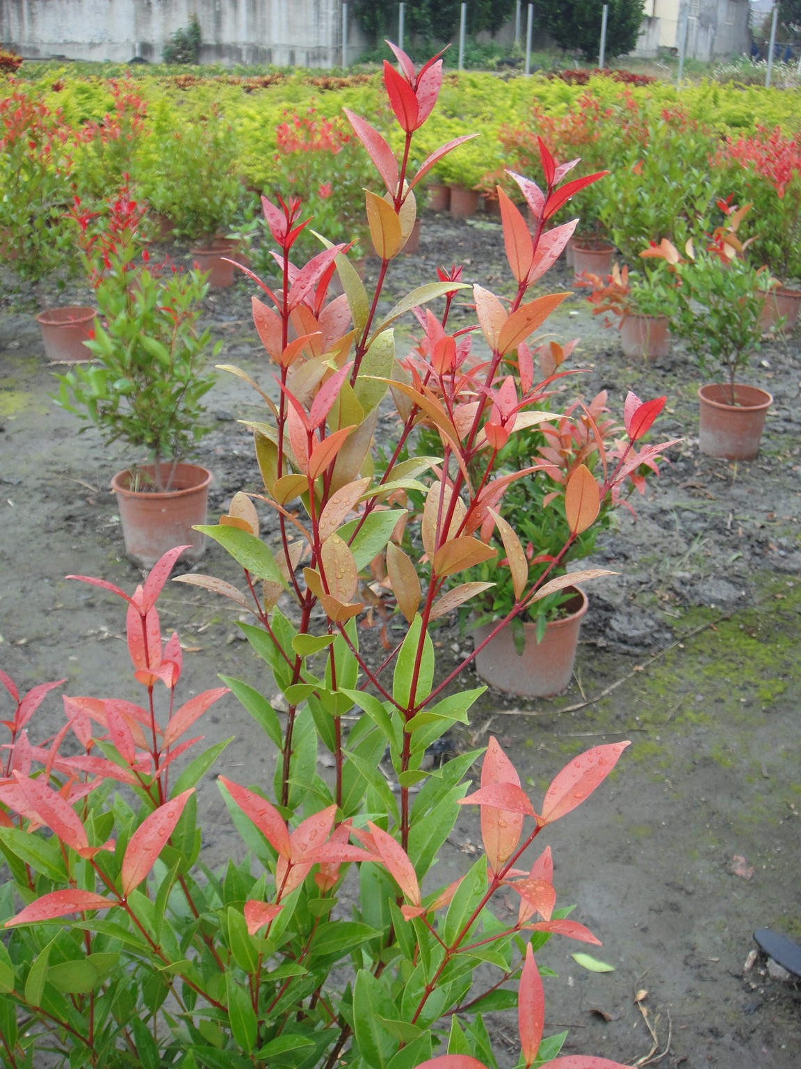 長紅木(紅楠木、鐘花蒲桃)