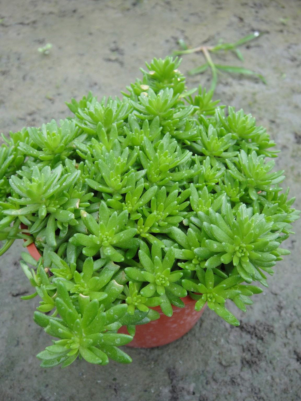 陽光景天(萬年草)