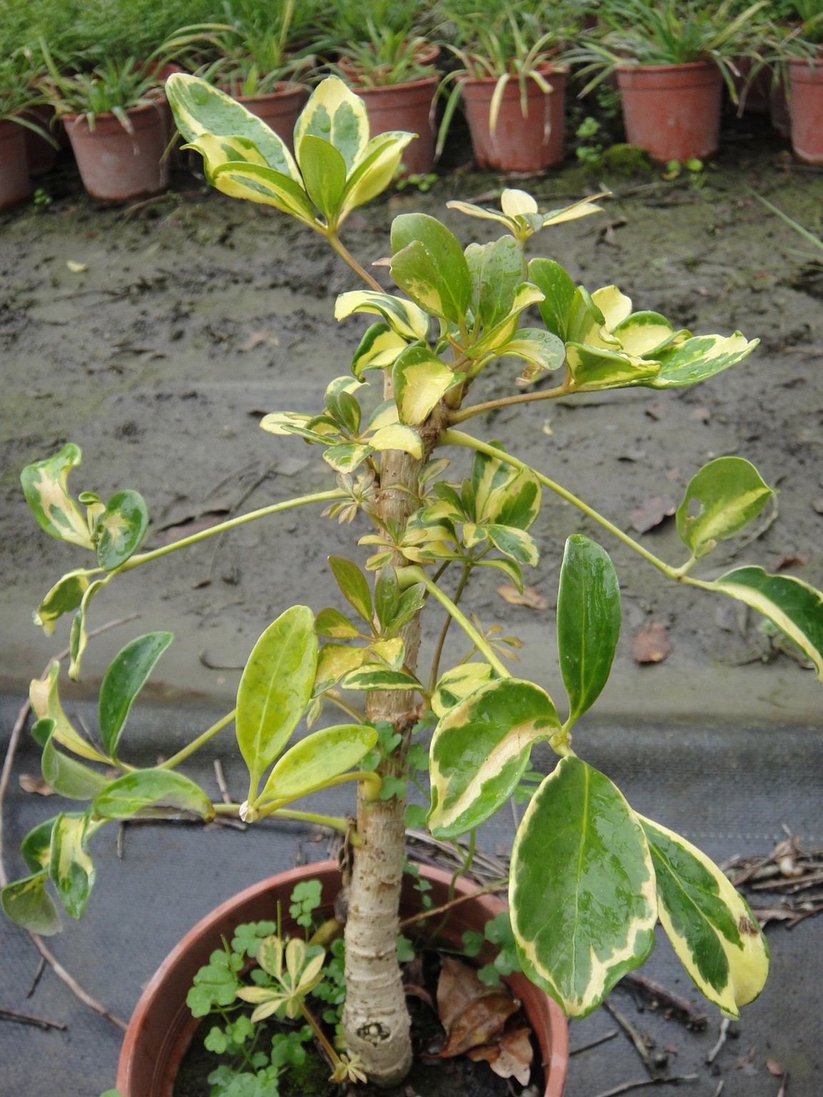 八角堂(斑葉鵝掌藤)