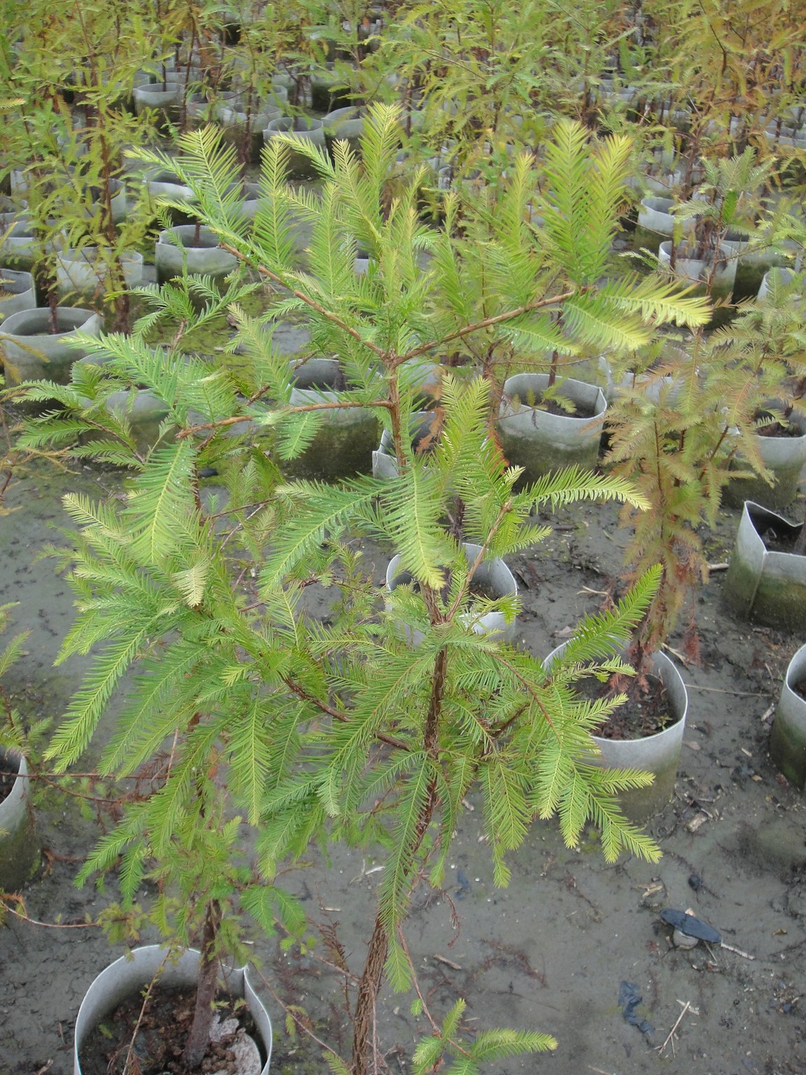 落羽松(落羽松、美國水松、落羽杉)