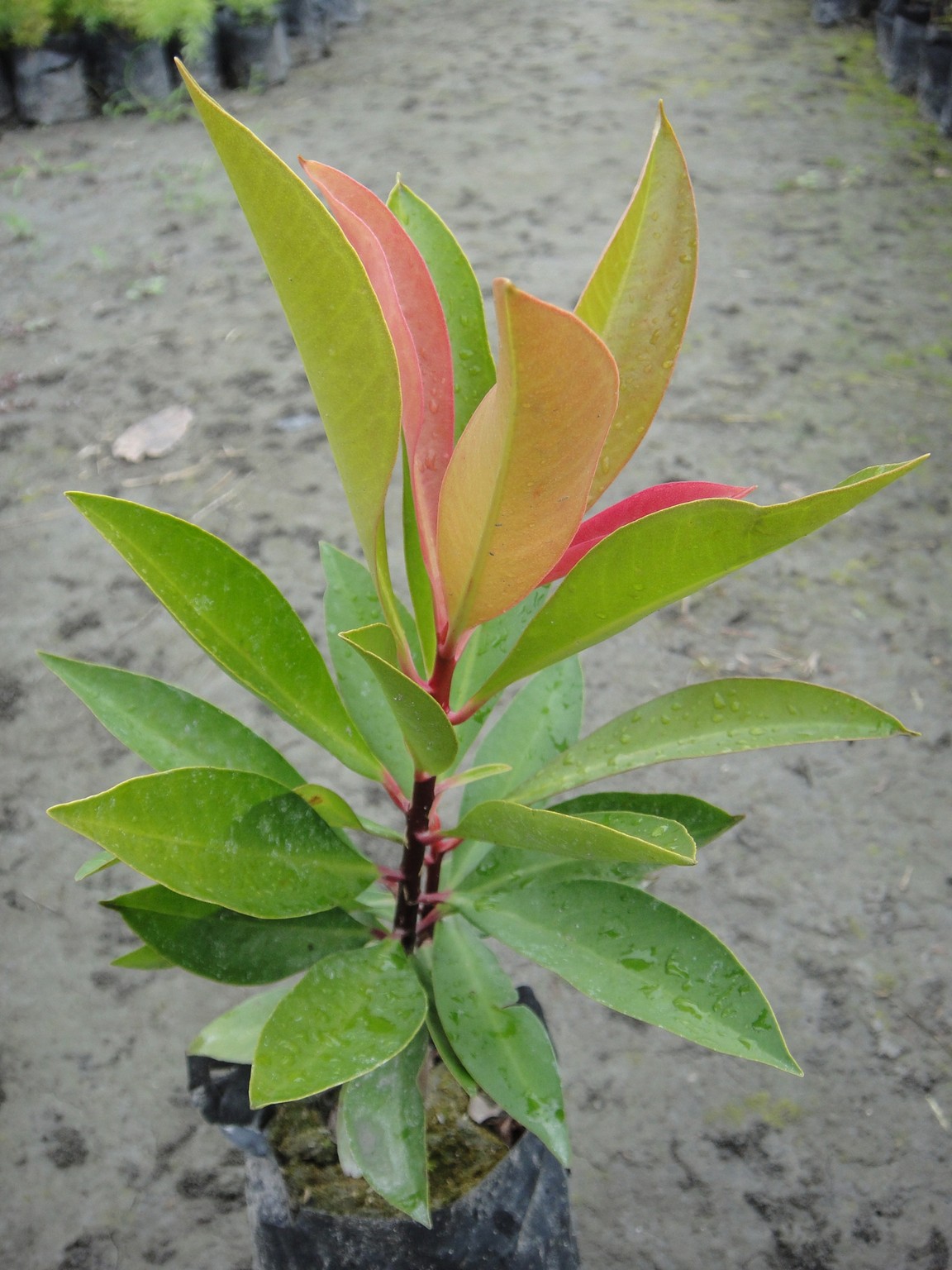 春不老(山豬肉、蘭嶼紫金牛、東方紫金牛、萬兩金)