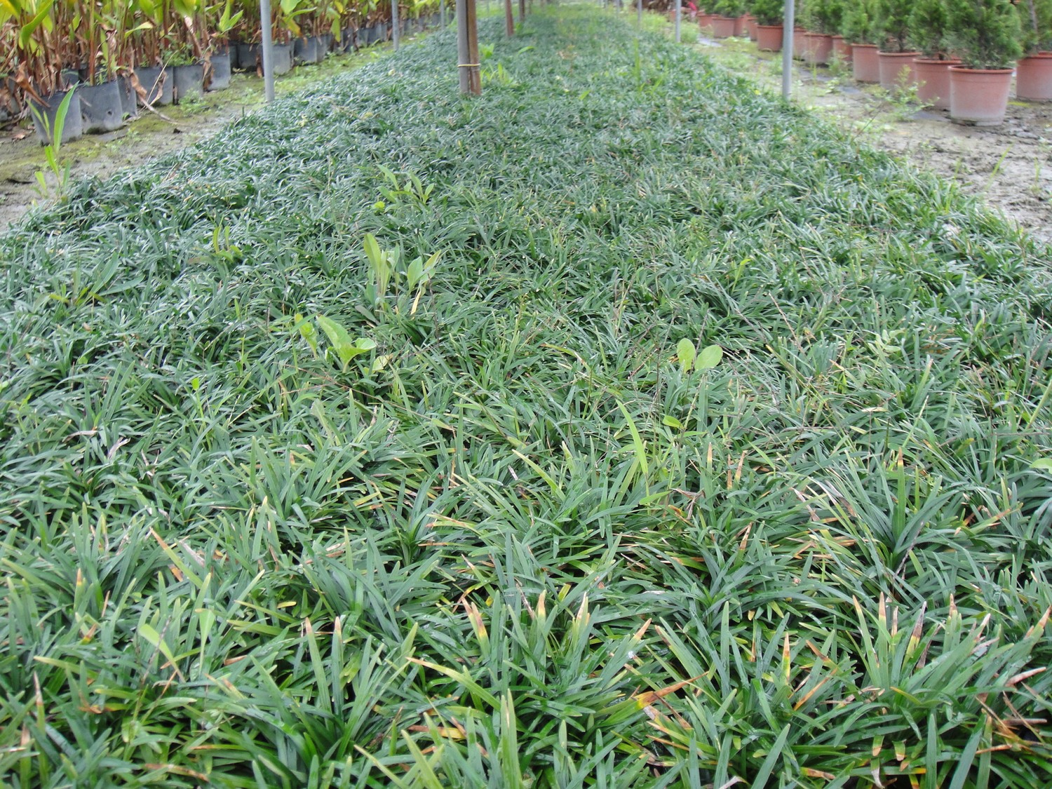 玉龍草(地龍、短葉書帶草、短葉沿階草、書帶草、鐵韭菜)