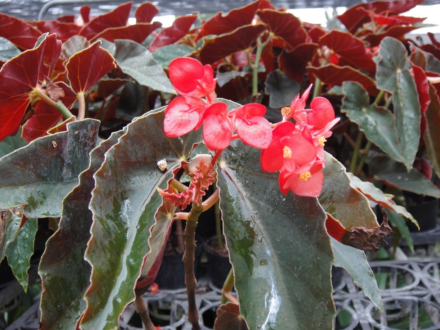 法國海棠(大紅秋海棠