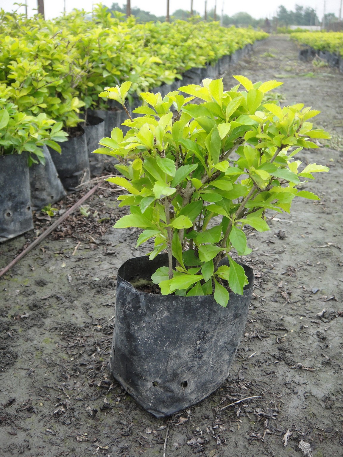 金露花(台灣連翹、小本苦林盤、如意草、假連翹)