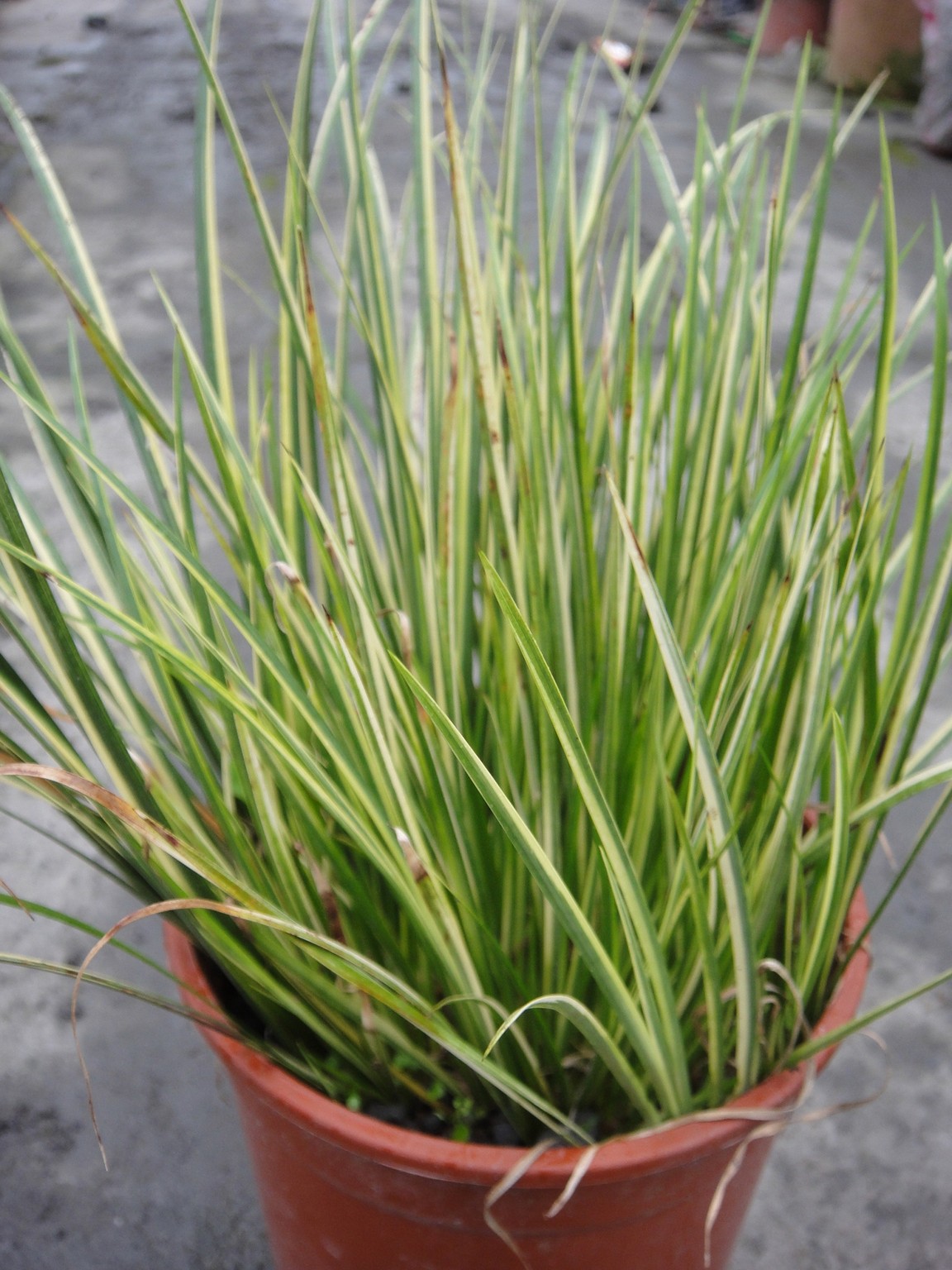 斑葉石菖蒲(九節菖蒲、隨手香、鮮菖蒲、建昌蒲、金錢蒲、錢菖蒲、小石菖蒲)