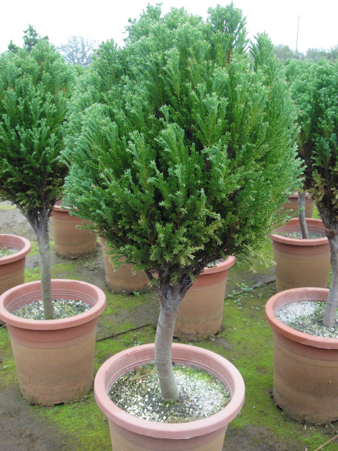 翠柏(棒棒糖、棒形)