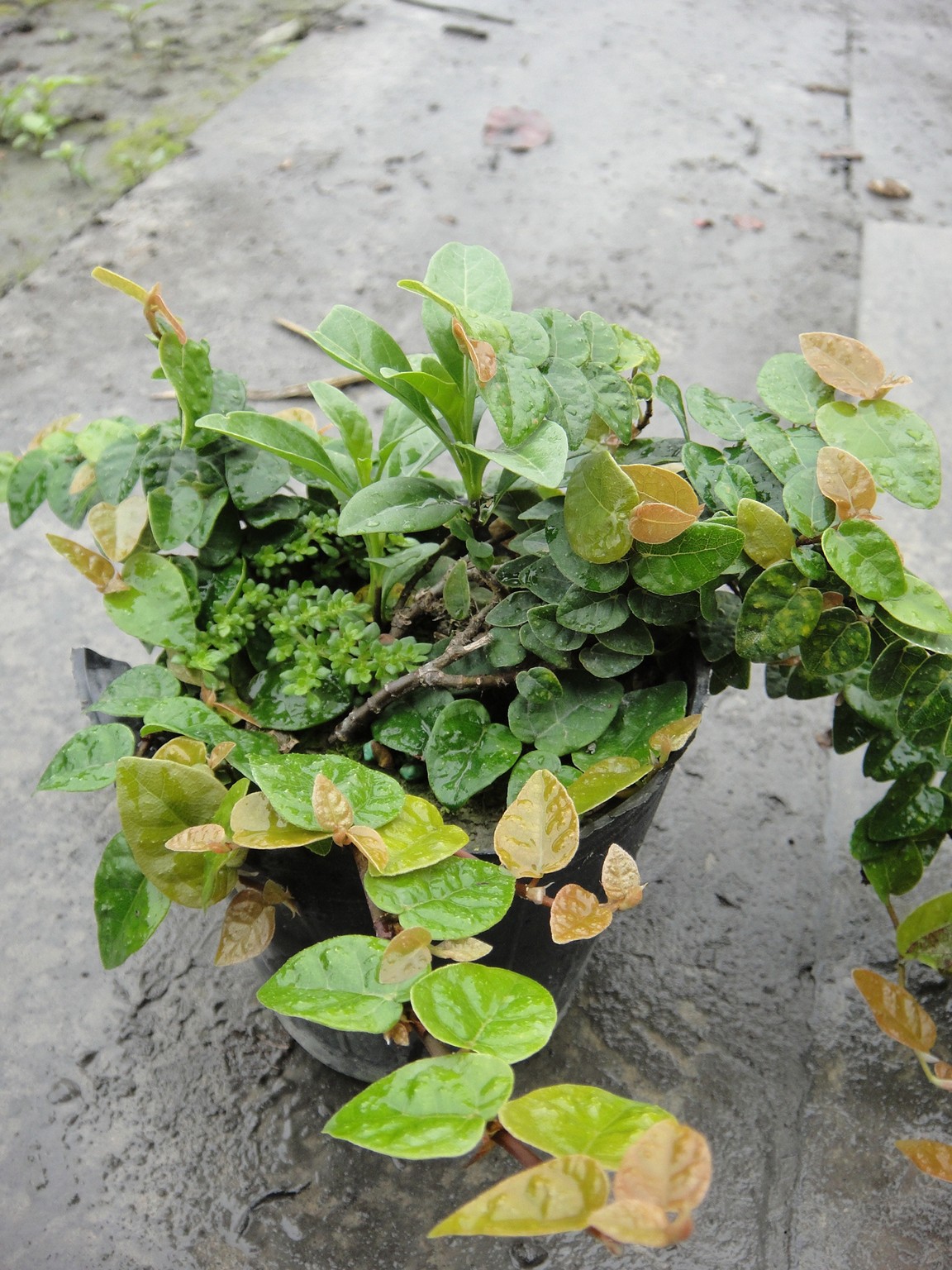 辟荔(木蓮、石壁蓮)