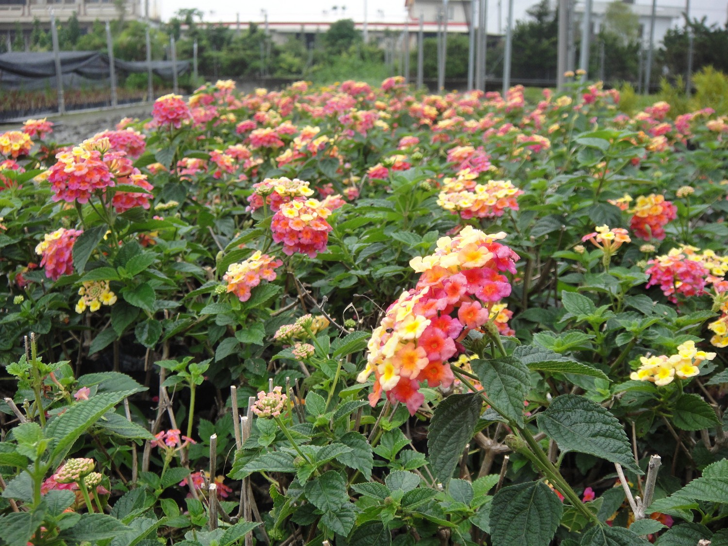 馬櫻丹(五色梅、七色梅、五龍蘭、如意草、五彩花、臭草、臭金鳳、五雷丹、五色繡球、變色草)