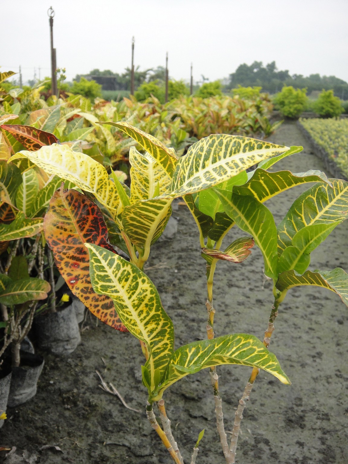 變葉木(灑金榕，大戟科)