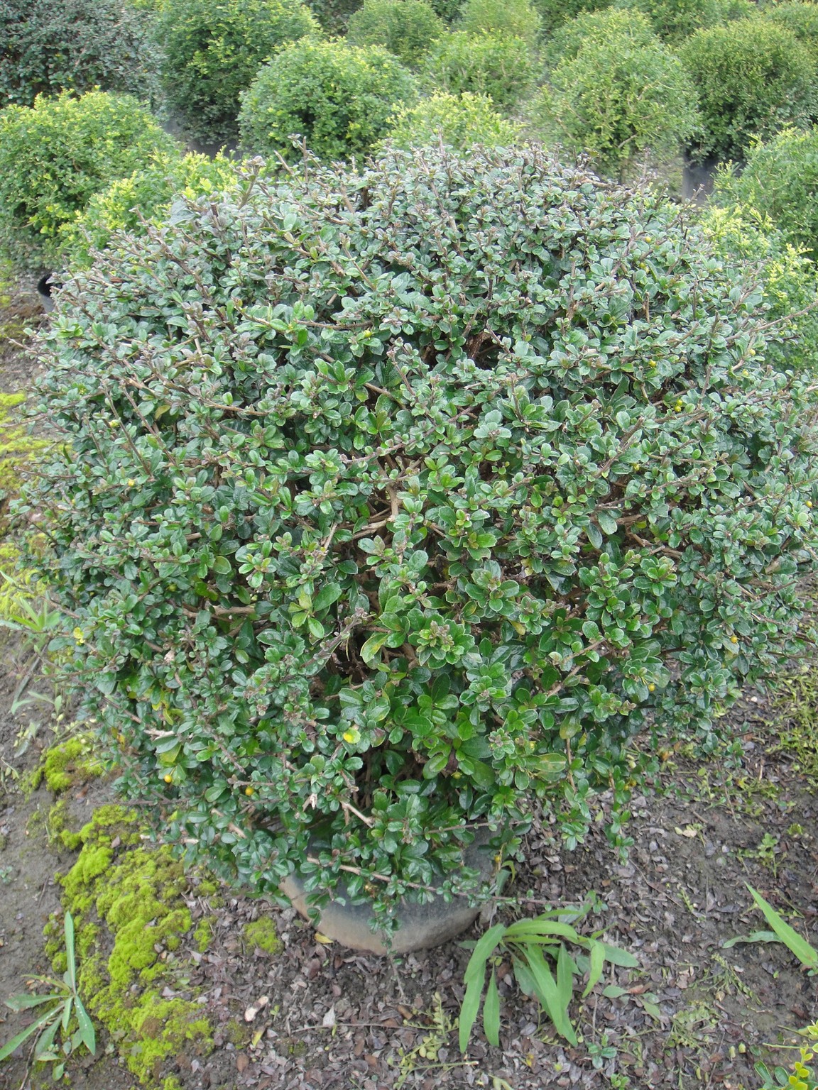 球形福建茶(小葉厚殼樹、滿福木)