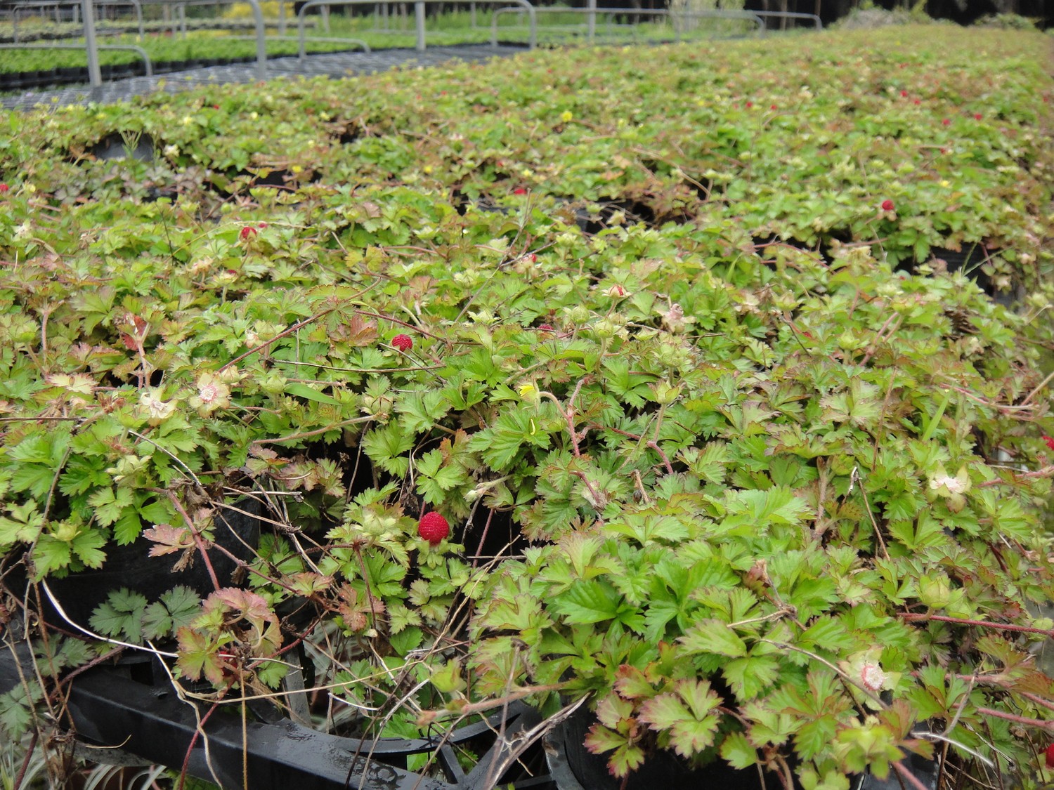 蛇波草(蛇泡草、蛇盤草、蛇果草、龍吐珠、寶珠草、三匹風、地苺、台灣蛇莓、蛇蛋果、蛇抱、蛇婆、雞冠果、疔瘡藥、三爪龍、地楊
