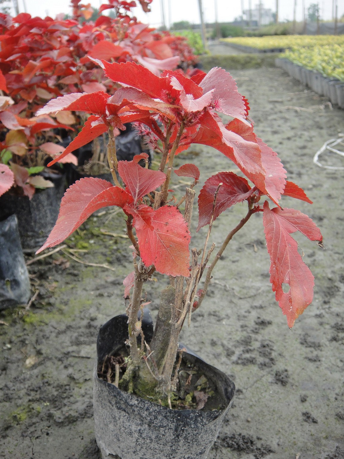 鐵莧(威氏鐵莧，金邊桑、紅葉鐵莧、紅邊鐵莧、銅葉鐵莧、紅桑（廣州植物志），乳葉鐵莧、凹葉鐵莧)