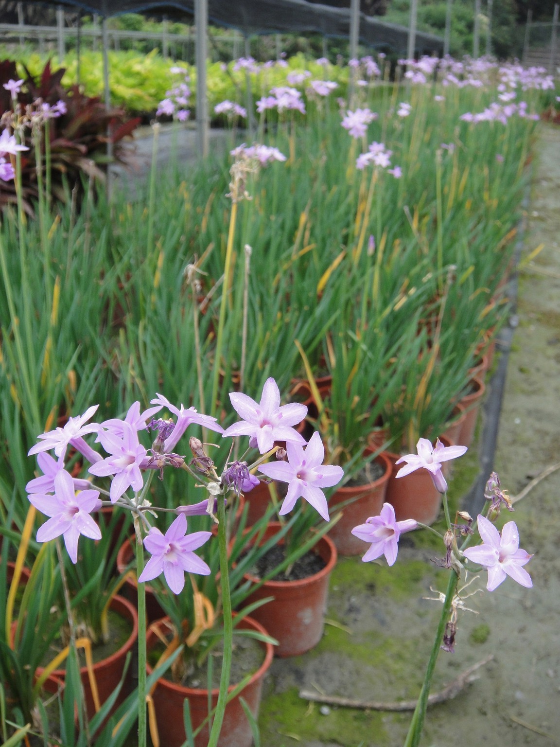 紫嬌花(非洲小百合、紫瓣花、野蒜)