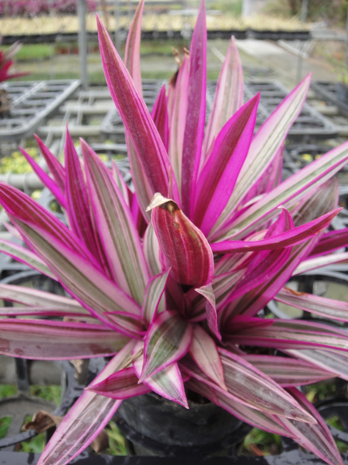 小蚌欄(斑葉、小葉蚌蘭、小蚌花)