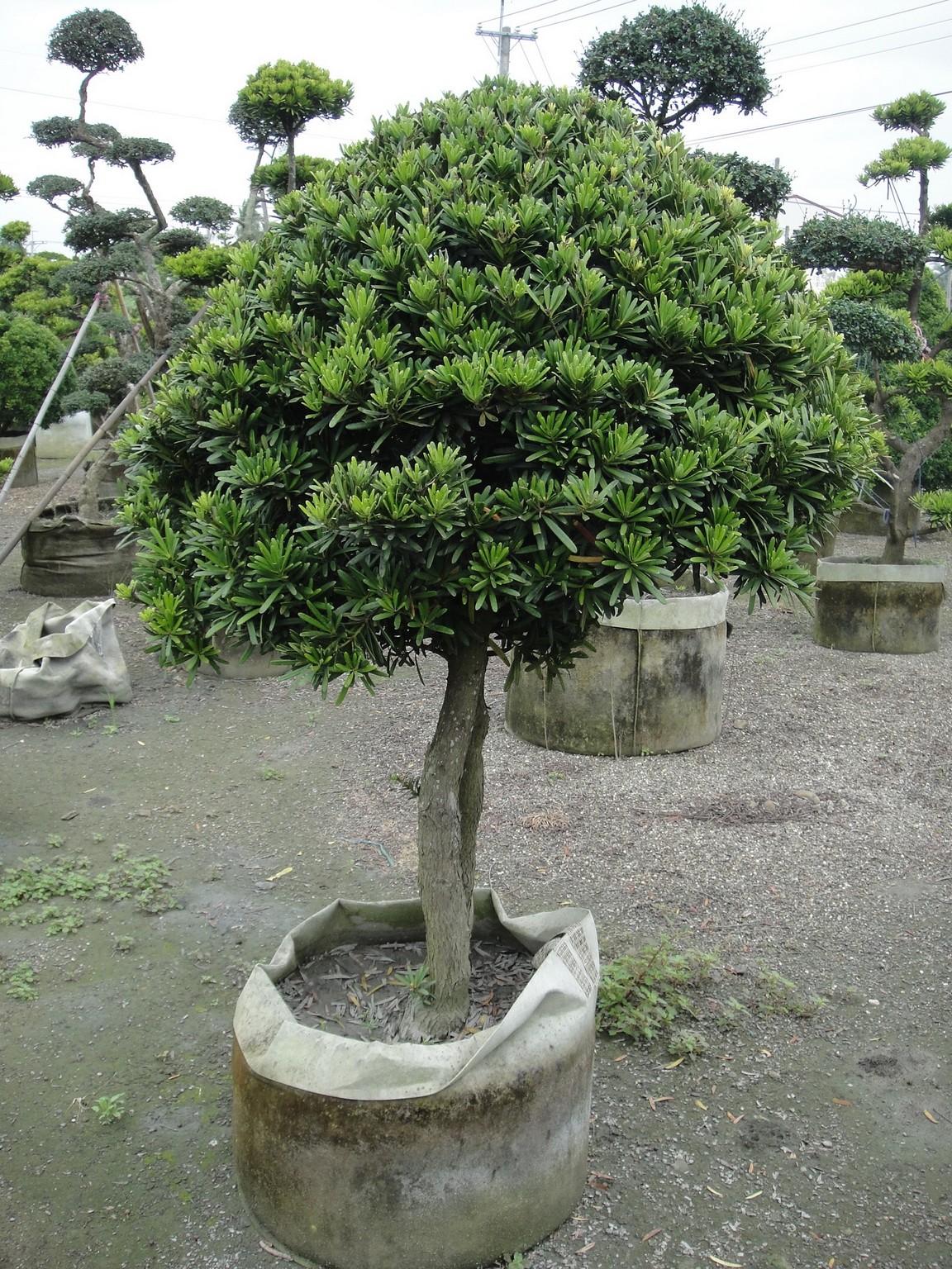 羅漢松(棒棒糖、棒形)