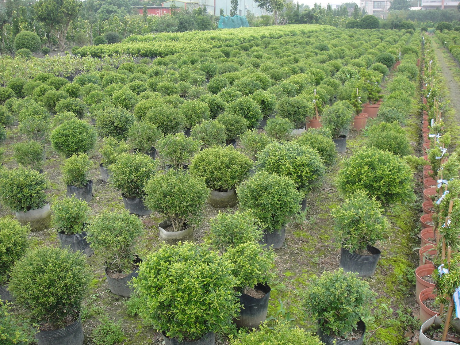 球形七里香(細葉七里香)