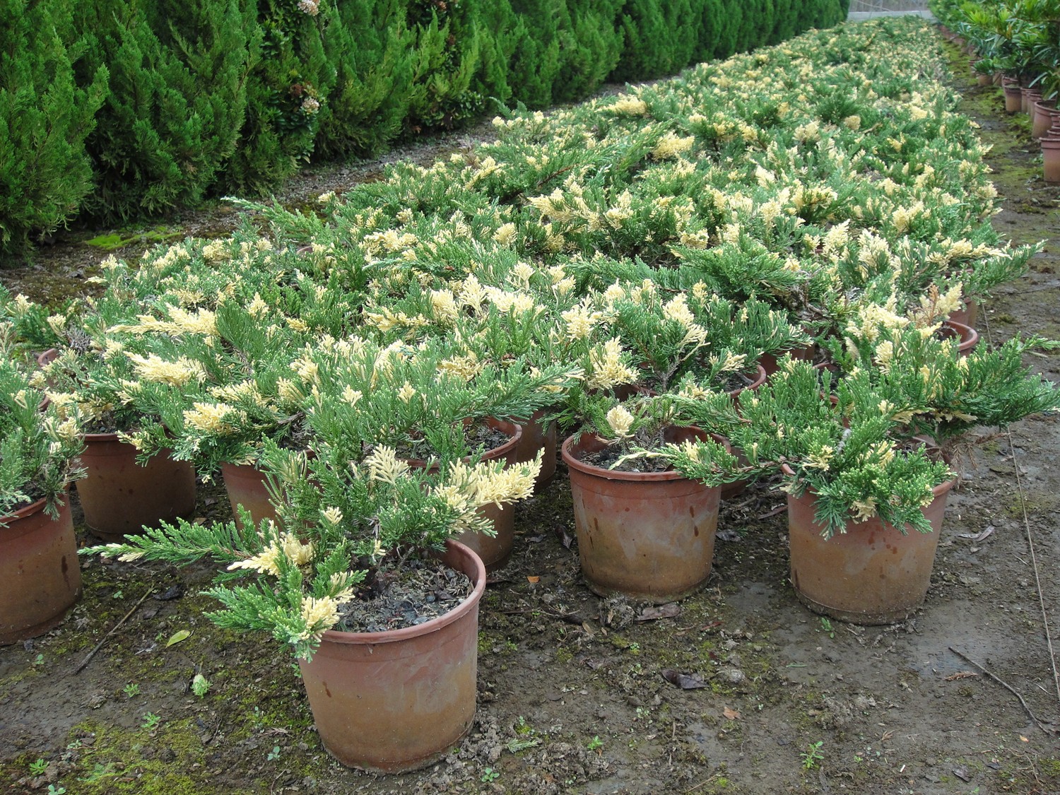 龍鳳柏(三光柏)