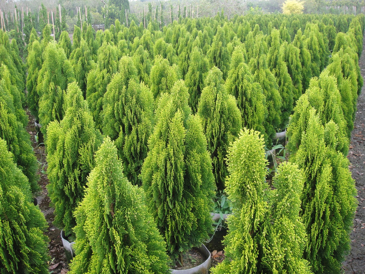 黃金扁柏(黃金側柏)