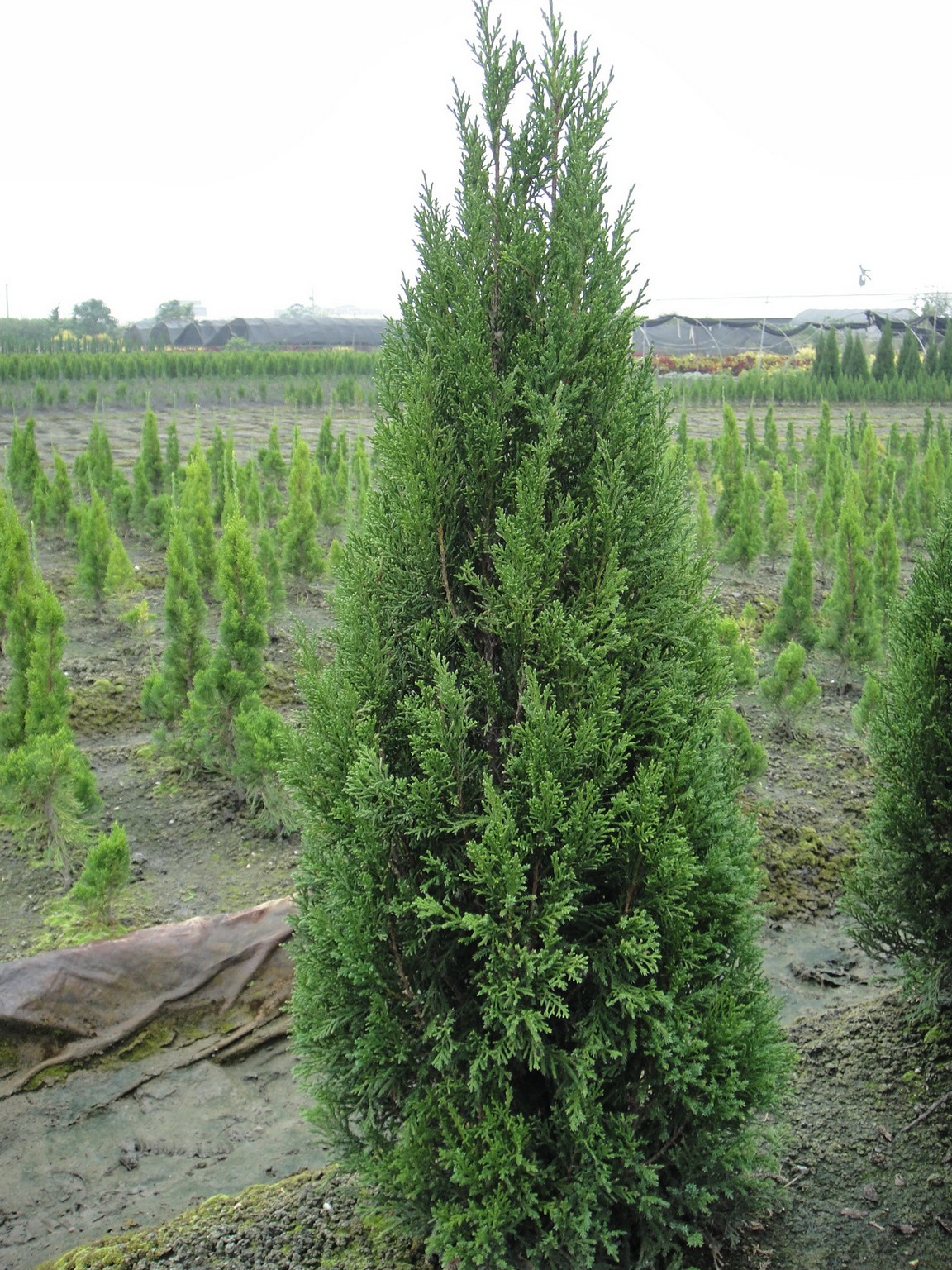 檀香柏(聖誕樹)