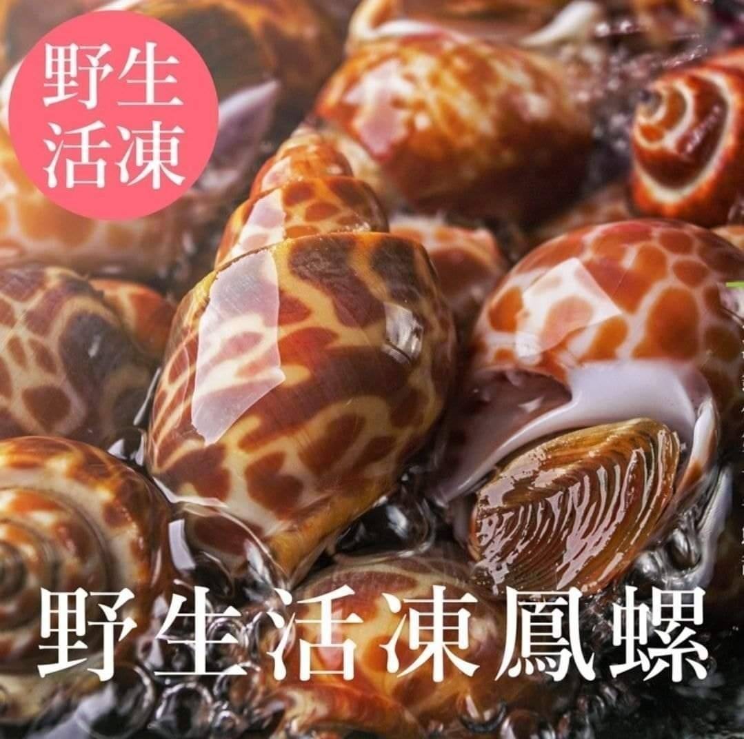 野生活凍鳳螺