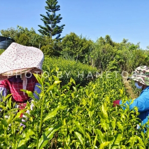 茶基礎實業有限公司-undefined