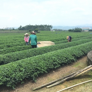 茶基礎實業有限公司-undefined